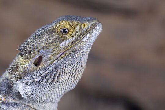 Bearded Dragon (Pogona Vitticeps) adult lizard animal head portrait, England, United KIngdom, Captive
