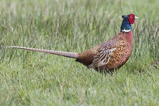 Pheasant (Phasianus colchicus), Lower Saxony, Germany