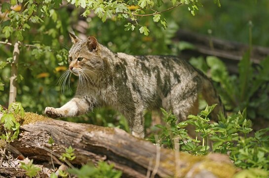 Wildcat (Felis silvestris) running in the undergrowth, captive