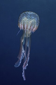 Mauve stinger (Pelagia noctiluca), in the Mediterranean Sea near Hy&egrave;res, solid blue background, releasable. Dive site Giens Peninsula, C&ocirc;te dAzur, France