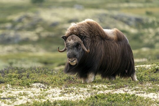 Musk ox (Ovibos moschatus) in the tundra in Dovrefjell National Park, Norway
