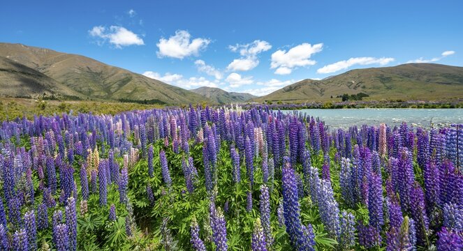 Purple flowering Large-leaved lupin (Lupinus polyphyllus), near Omarama, Otago, South Island, New Zealand
