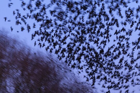 Western jackdaws (Corvus monedula) during evening flight, blue hour, flock, Germany