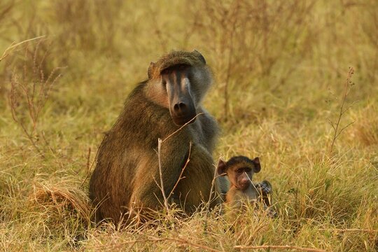 Chacma baboon (Papio ursinus), mother and young animal sitting in the grass, Chobe National Park, Botswana