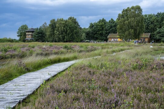 Blooming heath at Haus im Moor in Goldenstedter Moor in Oldenburger M&uuml;nsterland, Goldenstedt, Lower Saxony, Germany