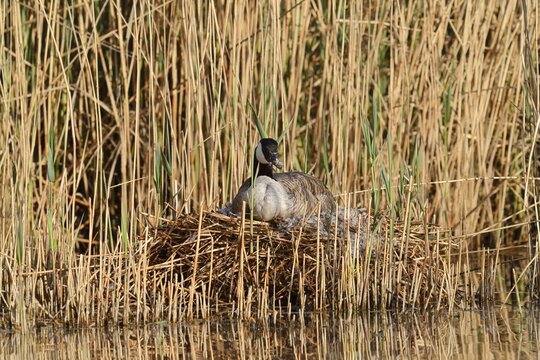 Canada goose (Branta canadensis) sitting brooding on the nest in the reeds, North Rhine-Westphalia, Germany