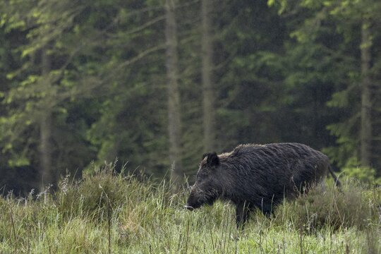 During a rain shower, the wild boar (Sus scrofa) crosses a forest clearing, rain, rainy, uncomfortable, late spring, early summer, defensive, May, Denmark