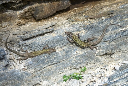 Common wall lizard, Podarcis muralis, reptiles, lizards, couple, reptilia, reptiles