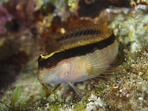 A small fish with vivid colors and details, longstriped hagfish (Parablennius rouxi), resting on an algae-covered seabed in the Mediterranean near Hy&egrave;res, Giens Peninsula diving site, Porquerolles, Provence, C&ocirc;te d'Azur, France