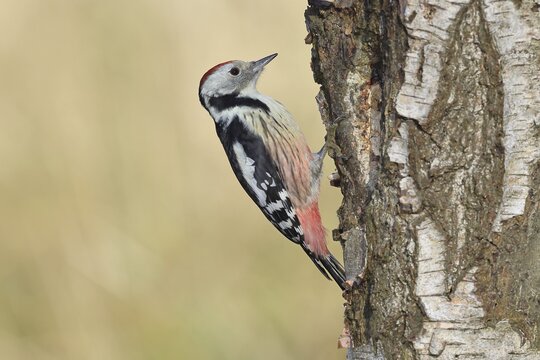 Middle woodpecker (Dendrocopos medius), foraging on the trunk of a common birch (Betula pendula), wildlife, woodpeckers, nature photography, autumn, Wilnsdorf, North Rhine-Westphalia, Germany