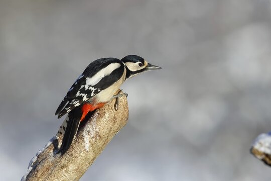 Great spotted woodpecker (Dendrocopos major) female sitting on a branch ready to jump, Animals, Birds, Woodpeckers, Wilnsdorf, North Rhine-Westphalia, Germany