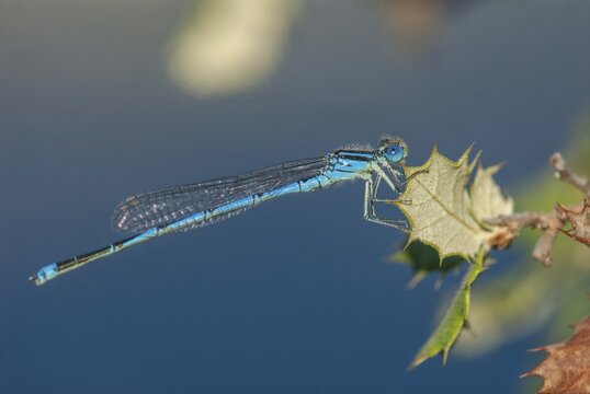 Azure Damselfly, Cercion Lindenii, Goblet-Marked Damselfly, Cup Azuremaid, Sapphire Eye, Damselflies, Dragonflies, Extremadura, Insects, Dragonflies, Odonata, Spain, Zygoptera