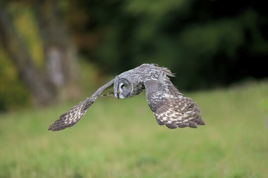 Great grey owl (Strix nebulosa), adult, flying, captive, Germany