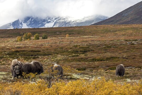 A musk ox bull (Ovibos moschatus) tests the mating readiness of a cow in front of the panorama of Sn&oslash;hetta, at 2, 286 m the highest mountain in Dovrefjell, autumn, autumn landscape, Ruska, Tundra landscape, September, Norway