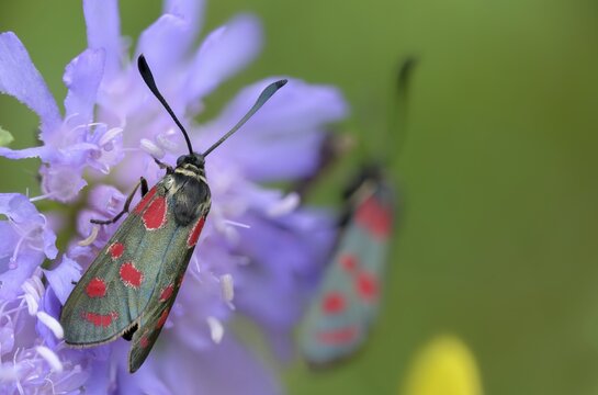 Carniolane burnet, eastern burnet moth, esparset ram, Carniola ram, zygaena carniolica, blood droplets, burnet, butterfly, insects, moths, moths, moths, moths, moths, moths