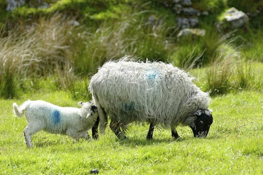 Sheep Dartmoor National Park Devon England