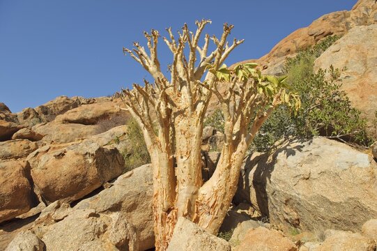 Butter tree or Cobas tree (Cyphostemma currorii) and other vegetation in "Bushman's Paradise" at the Spitzkoppe, Namibia, Africa