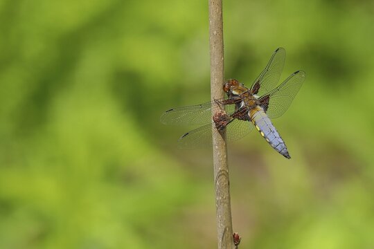 Broad-bodied chaser (Libellula depressa) Male with open wings on plant stem at garden pond, Wilden, North Rhine-Westphalia, Germany