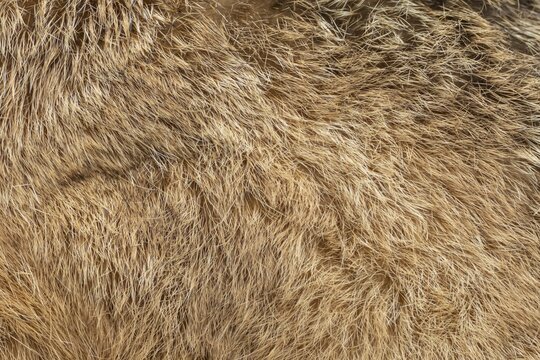 European brown hare (Lepus europaeus) adult animal close up of its body fur, England, United Kingdom