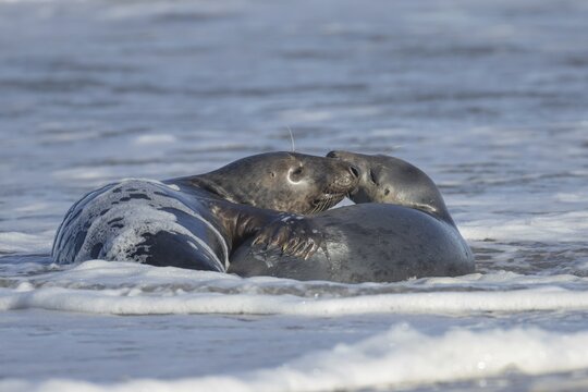 Grey seal (Halichoerus grypus) two adult animals in love courting in the waves of the sea, England, United Kingdom