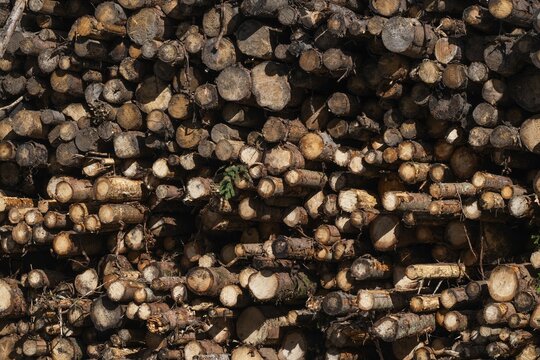 Logs, spruce logs, roundwood, storage, timber industry, Sunndals&oslash;ra, Tingvollfjorden, Sunndal Municipality, M&oslash;re og Romsdal Province, Norway