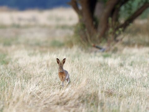 A brown hare (Lepus europaeus) running across a meadow, Solms, Hesse, Germany