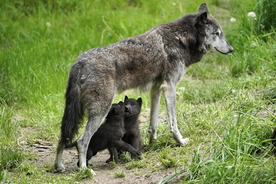 Timberwolf, American wolf (Canis lupus occidentalis), captive, pups with adult, Germany