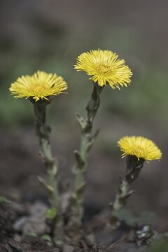 Coltsfoot (Tussilago farfara), Emsland, Lower Saxony, Germany