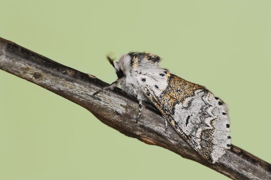 Sallow kitten moth (Furcula furcula), North Rhine-Westphalia, Germany