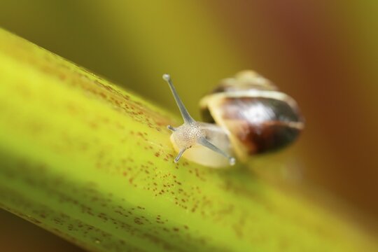 Striped snail (Cernuella virgata) adult gastropod molluscs on a garden rhubarb vegetable plant stem in summer, England, United Kingdom