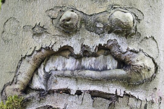 Grimace-like connation on a beech trunk (Fagus sp.), Hesse, Germany