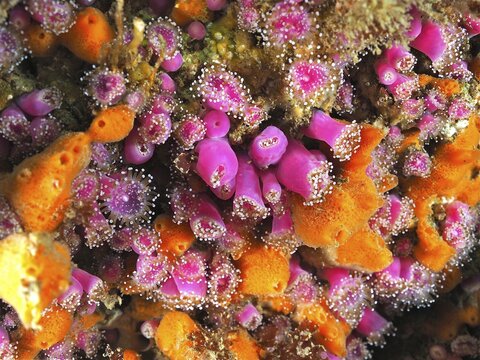 Pink jewel anemone (Corynactis viridis) Sea anemone. Dive site Maharees Islands, Castlegregory, Co. Kerry, Irish Sea, North Atlantic, Ireland