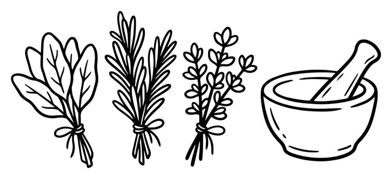 Herb bundles and mortar with pestle for cooking seasoning coloring page line art vector