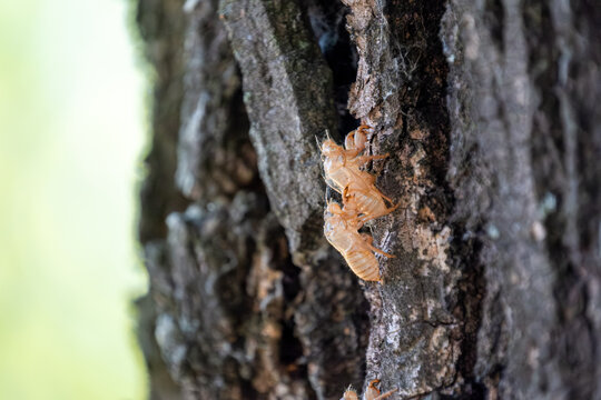 Cicada exuvia. Empty insect shells abandoned on a tree trunk.