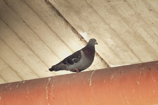 A lone pigeon on the water pipe running beneath a bridge.