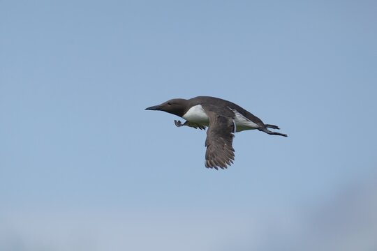 Guillemot or Common murre (Uria aalge) adult sea bird in flight, England, United Kingdom
