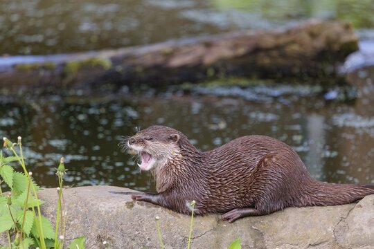 On a sunny day, an oriental small-clawed otter (Aonyx cinerea) is resting on a rock by the riverbank. India to Southeast Asia, islands of Sumatra, Java, Borneo and Palawan