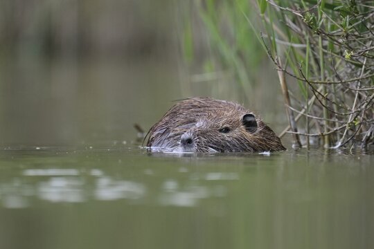 Nutria (Myocastor coypus), swimming at the edge of a pond, Camargue, southern France, France