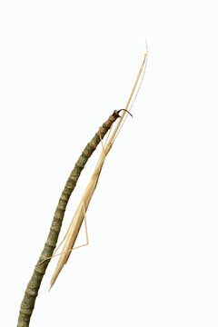 Pink winged stick insect (Sipyloidea chlorotica, Sipyloidea sipylus) on a twig against a white background, captive, native to Asia