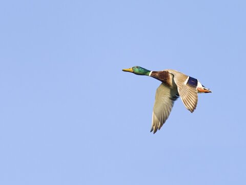 Mallard (Anas platyrhynchos), male flying, Saxony, Germany
