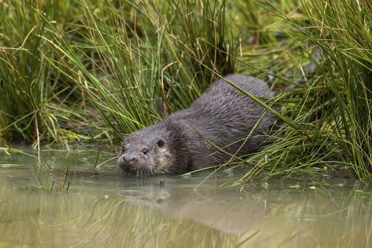 Two young european otter (Lutra lutra), playing in a pond, captive