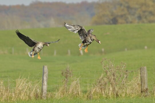 Greater white-fronted geese (Anser albifrons), in flight, landing on a pasture, Lower Rhine, North Rhine-Westphalia, Germany
