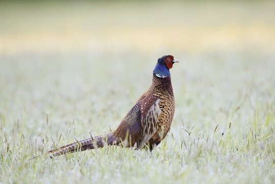 Hunting pheasant (Phasianus colchicus), cock in a meadow, North Rhine-Westphalia, Germany