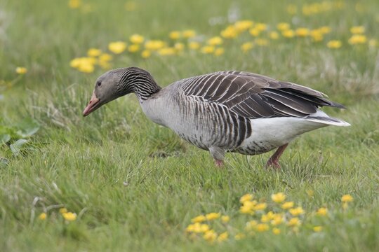 Greylag goose (Anser anser) Lower Saxony, Germany