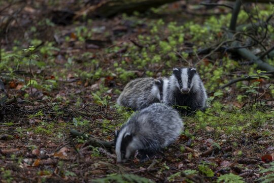 Approx. 3 months Badger siblings (Meles meles) go on an exploration tour together, baby animals, sweet, cute, cute, nocturnal, Germany