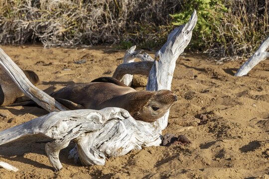 Sea lions (Zalophus wollebaeki), Galapagos, Ecuador