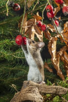 Apodemus flavicollis, yellow-necked mouse, rodents, rodentia, yellow-necked mouse, high size, portrait format, mammals, mouse, mouse, muroids, mice, rodents, mammals