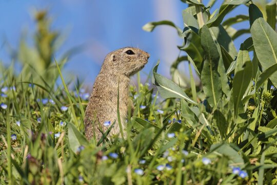 A fully grown ground squirrel (Spermophilus citellus) stands upright on a sunny day in a green meadow with tall vegetation, watching its surroundings intently. A blue sky can be seen in the background. Austria