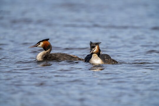 Great Crested Grebe (Podiceps Scalloped ribbonfish), pair with chicks on their backs, Vulkaneifel, Rhineland-Palatinate, Germany