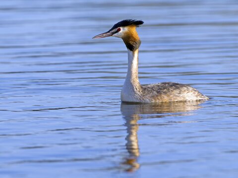 Great Crested Grebe (Podiceps cristatus), Upper Lusatia, Saxony, Germany
